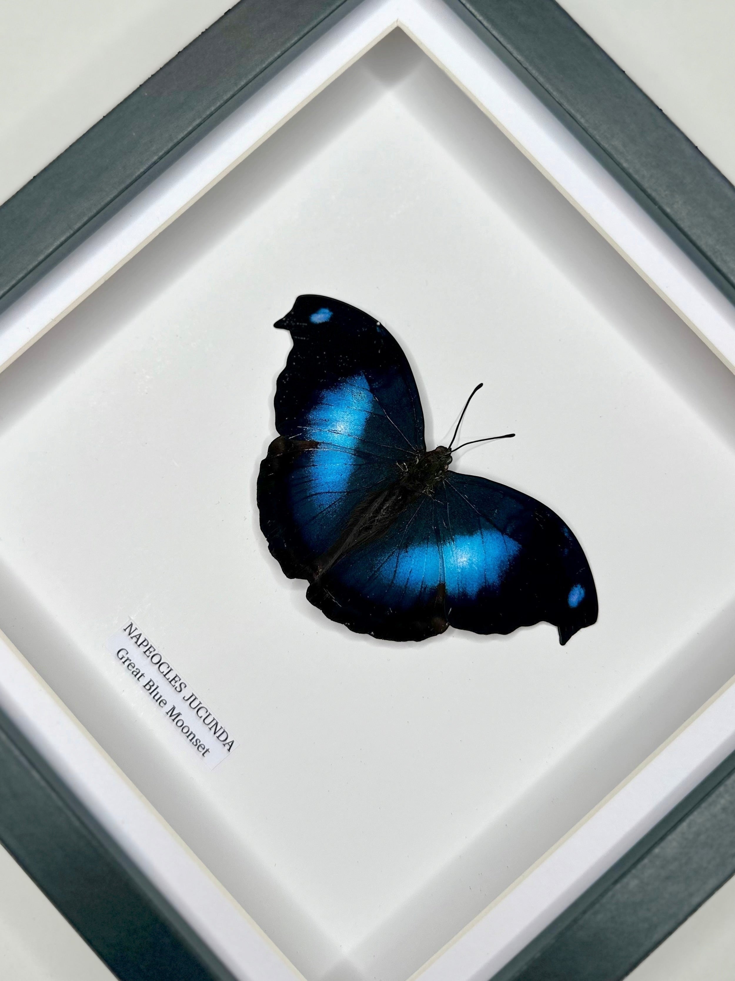 Cuteaholic Great Blue Moonset Napeocles Jucunda butterfly in a medium grey frame. Features iridescent blue wings with black accents.