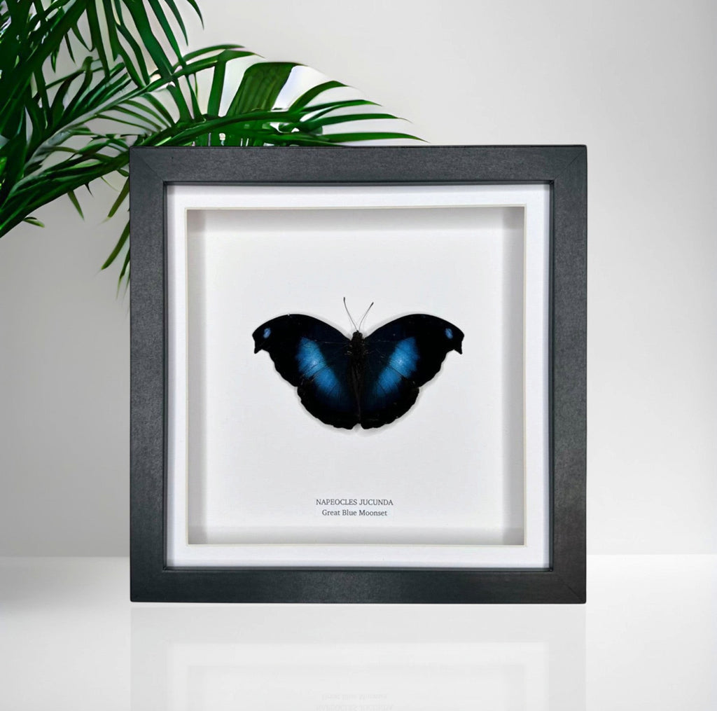 Cuteaholic Great Blue Moonset Napeocles Jucunda butterfly in a medium black shadow box frame.