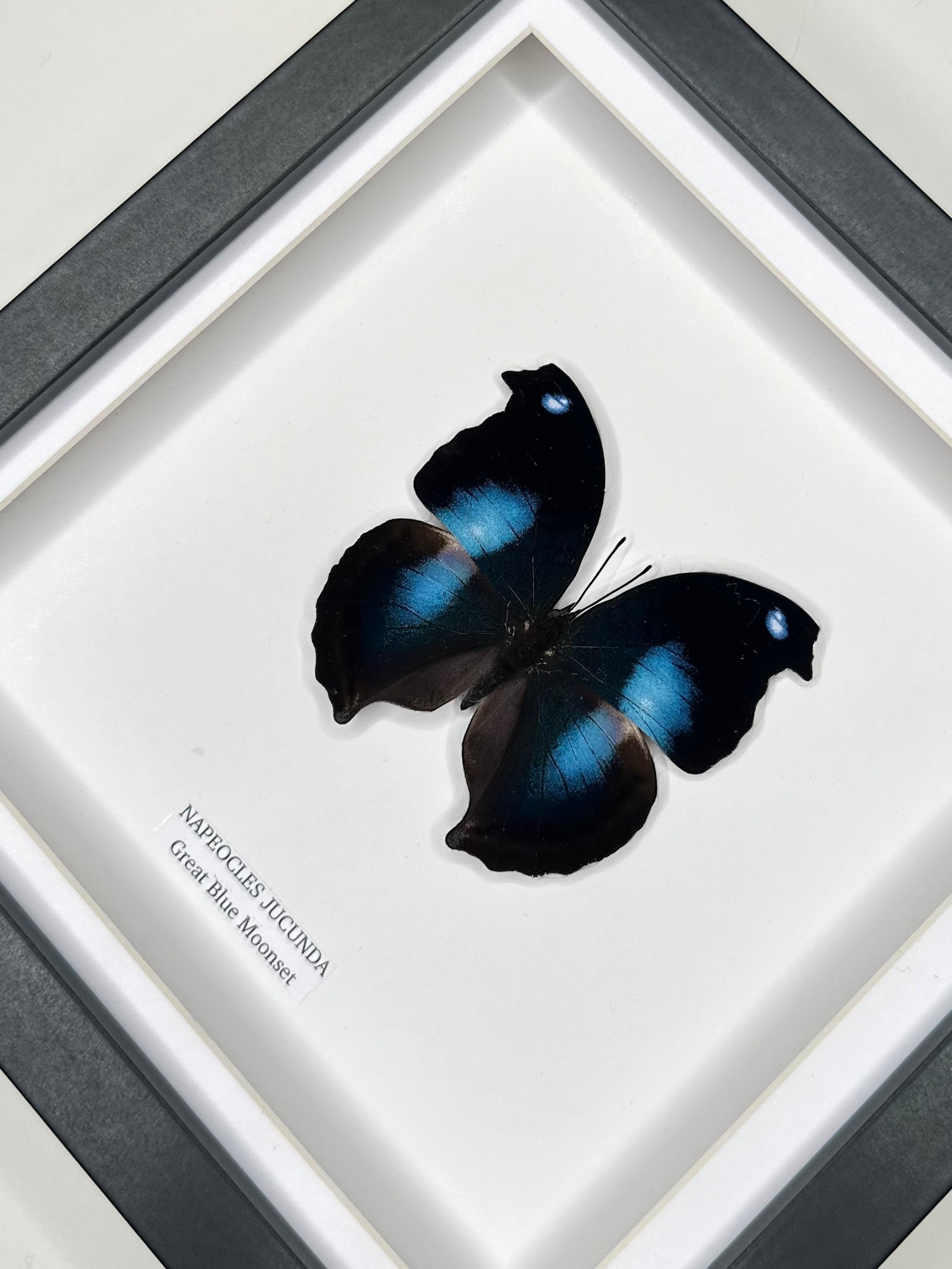 Cuteaholic Great Blue Moonset Napeocles Jucunda butterfly in a medium square frame with black and white matting. Features iridescent blue markings.