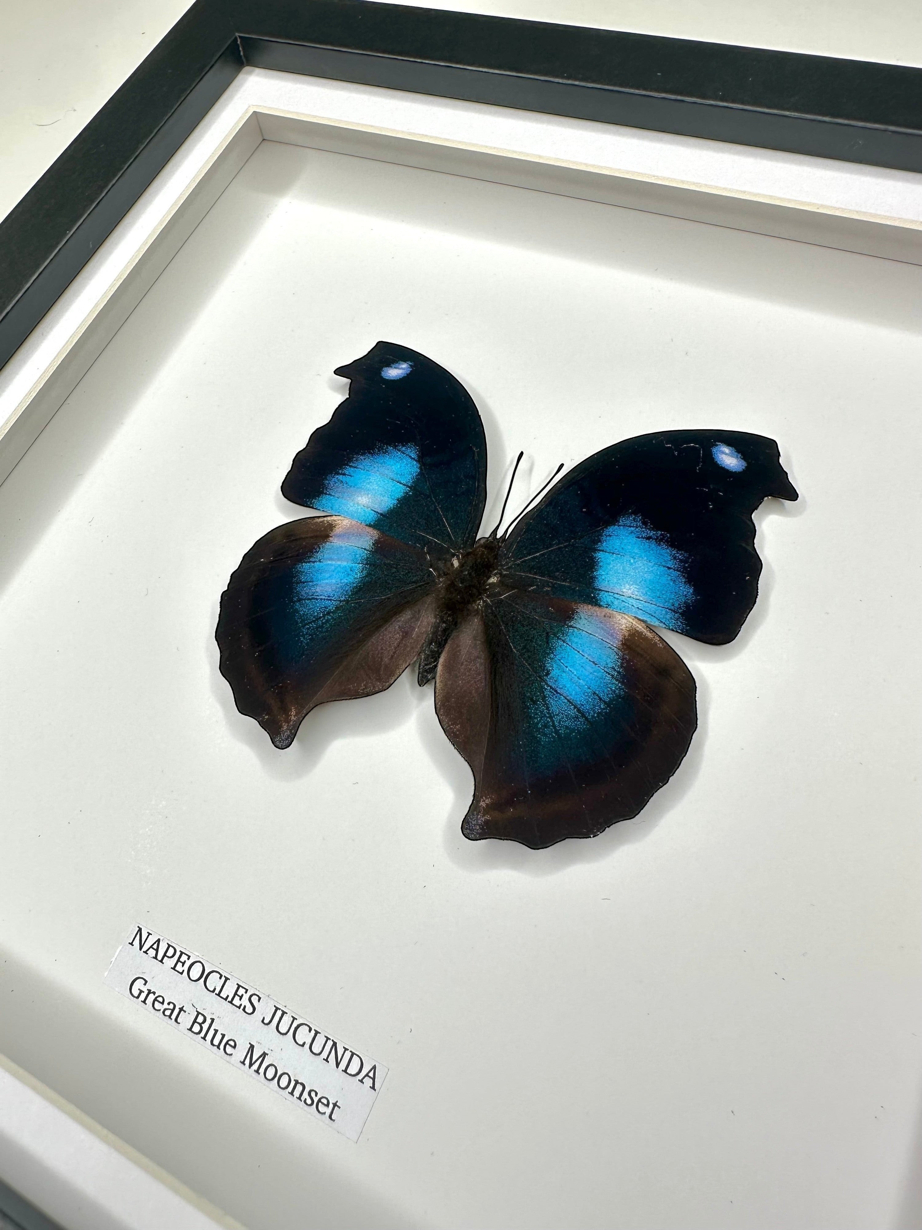 Cuteaholic Great Blue Moonset Napeocles Jucunda butterfly in a medium black and white frame. Features iridescent blue and brown wings.