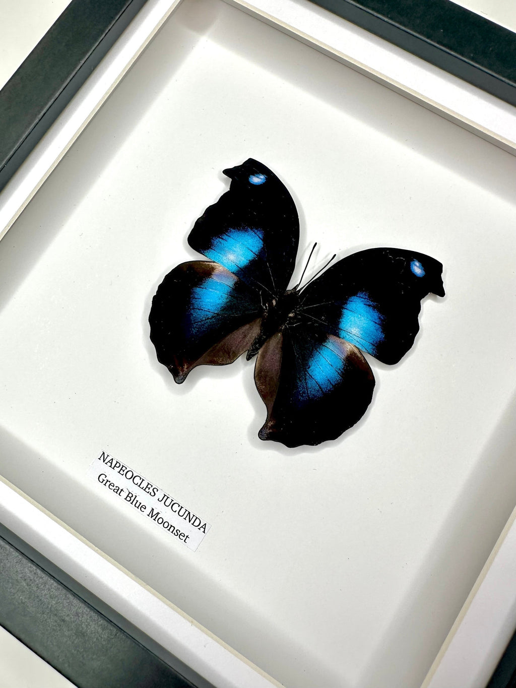 Cuteaholic Great Blue Moonset (Napeocles Jucunda) butterfly in a medium black and white frame. Features iridescent blue markings on black wings.