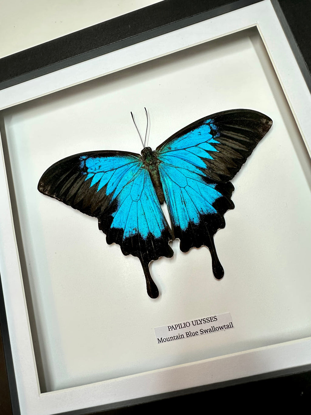 Cuteaholic Mountain Blue Swallowtail Papilio Ulysses butterfly, vibrant blue and black wings, framed for home decor.