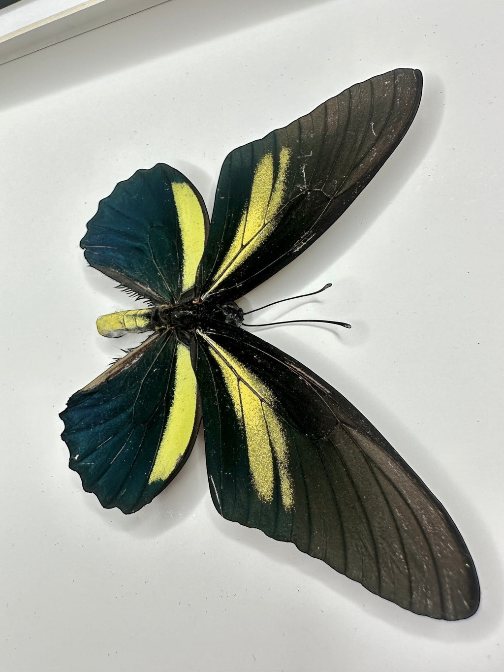Cuteaholic Papilio Battus Crassus swallowtail butterfly with black, yellow, and blue wings in a medium frame.