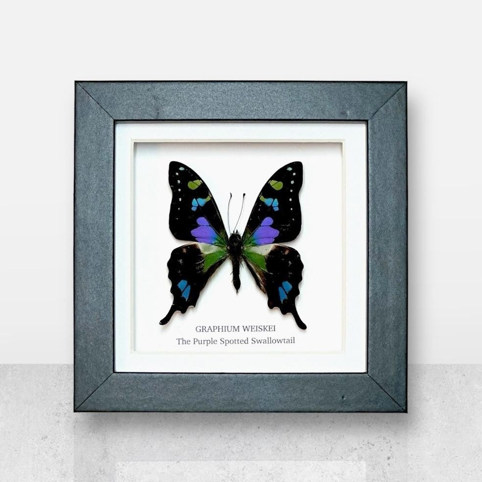 Cuteaholic Purple Spotted Swallowtail Graphium Weiskei butterfly in a small dark grey frame. Ethically sourced entomology art.