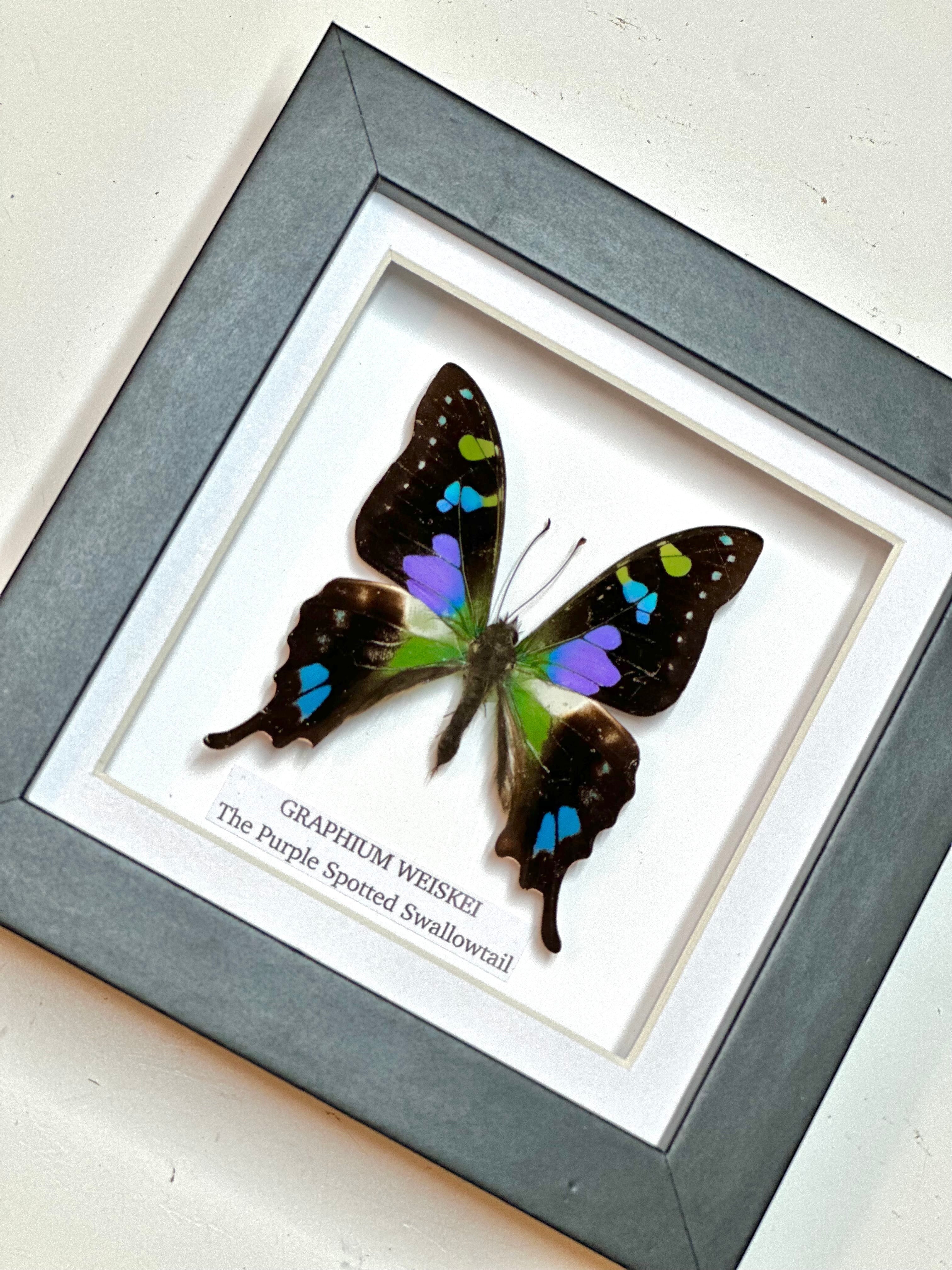 Cuteaholic framed Purple Spotted Swallowtail butterfly with blue and green markings on dark wings. Shadow box frame.