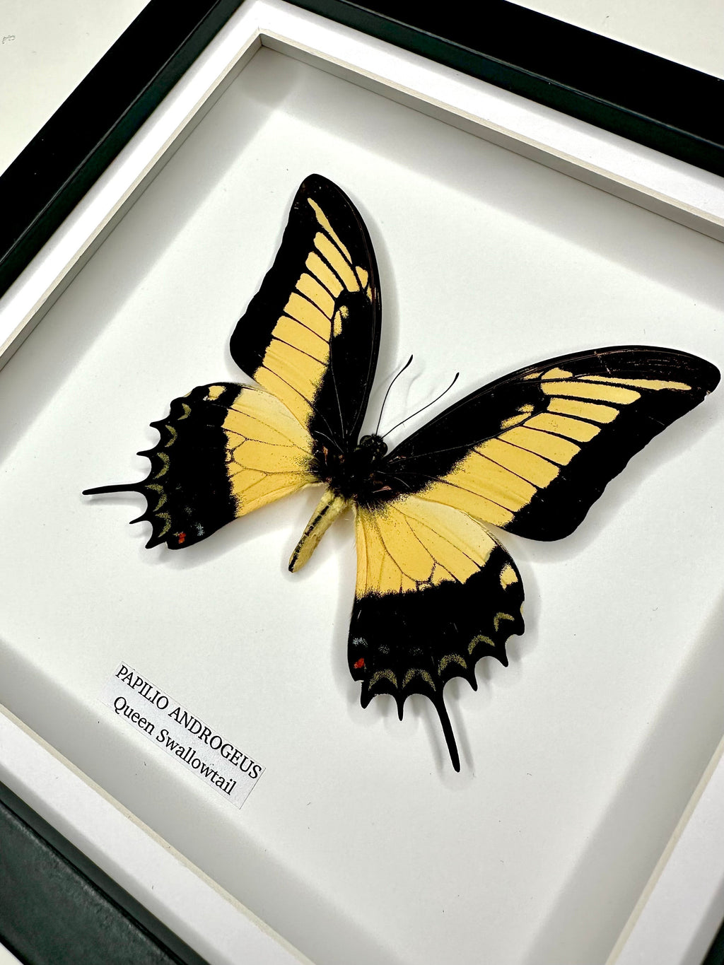Cuteaholic Queen Swallowtail Papilio Androgeus butterfly in a medium black and white frame. Yellow and black wings with scalloped edges.