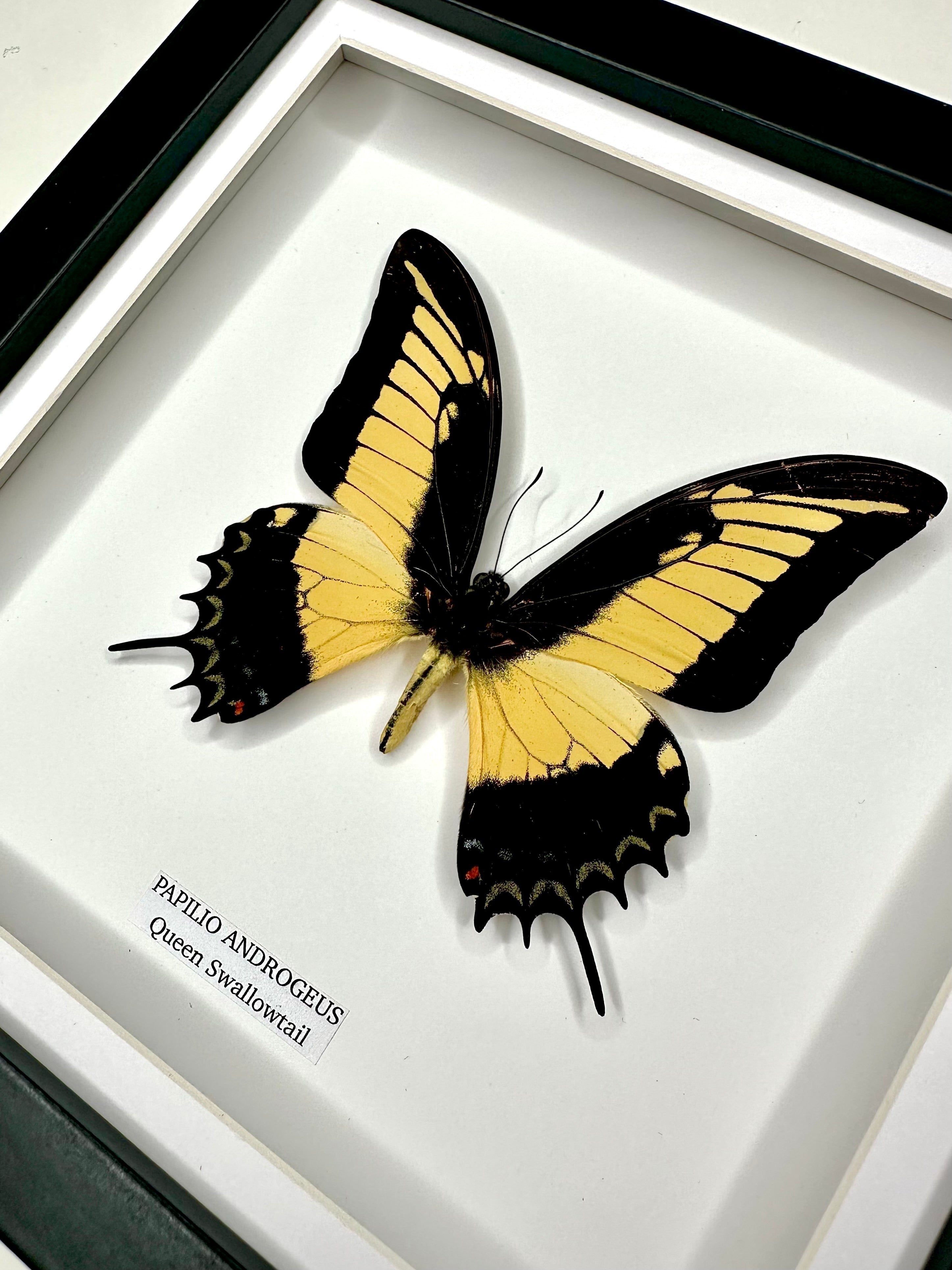 Cuteaholic Queen Swallowtail Papilio Androgeus butterfly in a medium black and white frame. Yellow and black wings with scalloped edges.