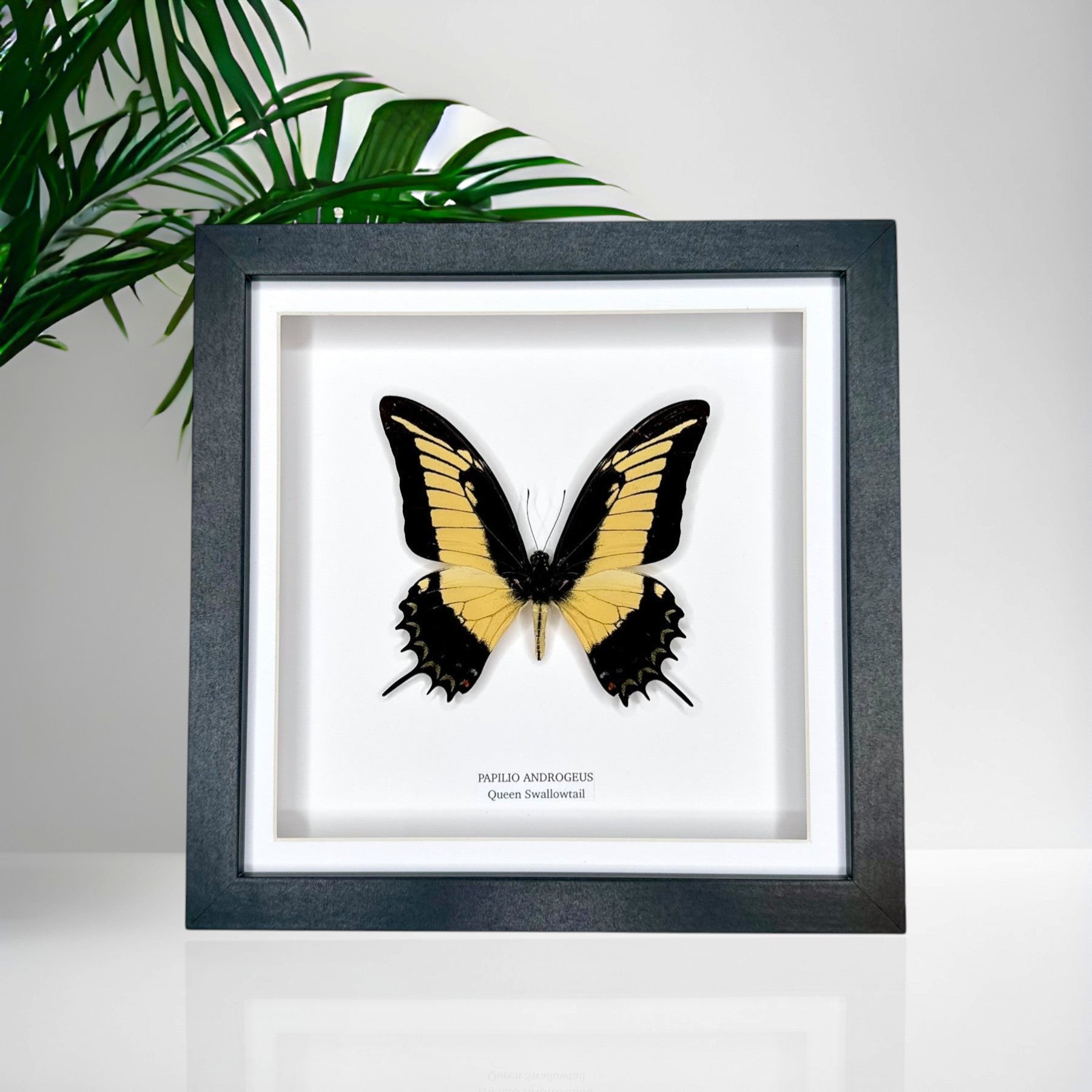 Cuteaholic Queen Swallowtail butterfly, Papilio Androgeus, framed in a medium shadow box with a black frame and white background.
