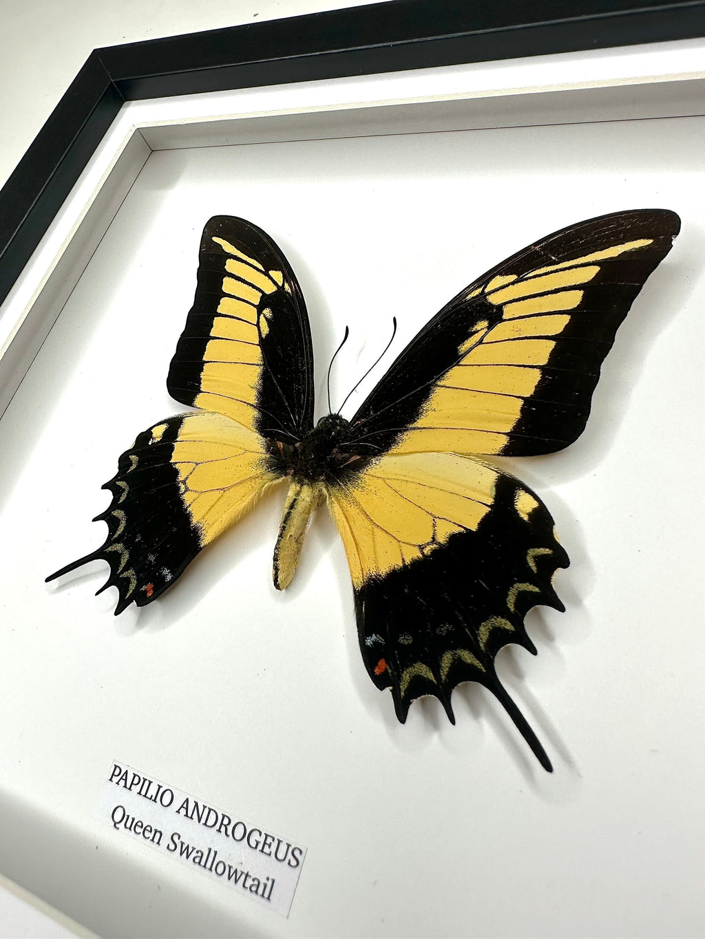 Cuteaholic Queen Swallowtail butterfly framed art. Yellow and black wings with scalloped edges.