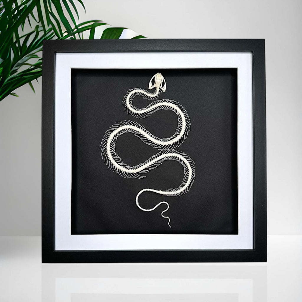 Cuteaholic White-lipped Pit Viper snake skeleton framed art. Black frame with white matting, black background.