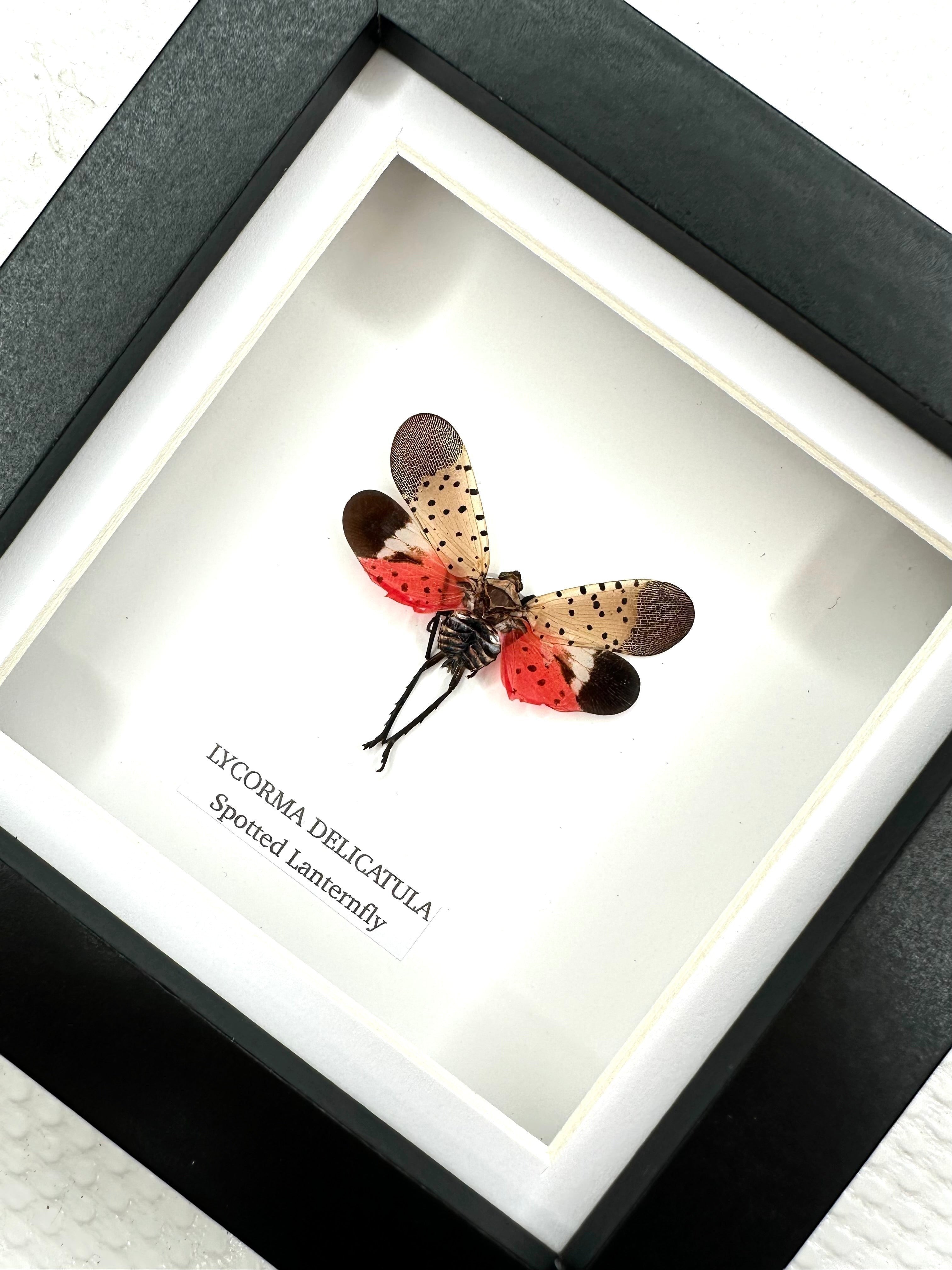 Cuteaholic framed Spotted Lanternfly (Lycorma Delicatula) taxidermy art. Features spotted wings, red hindwings, and black frame.