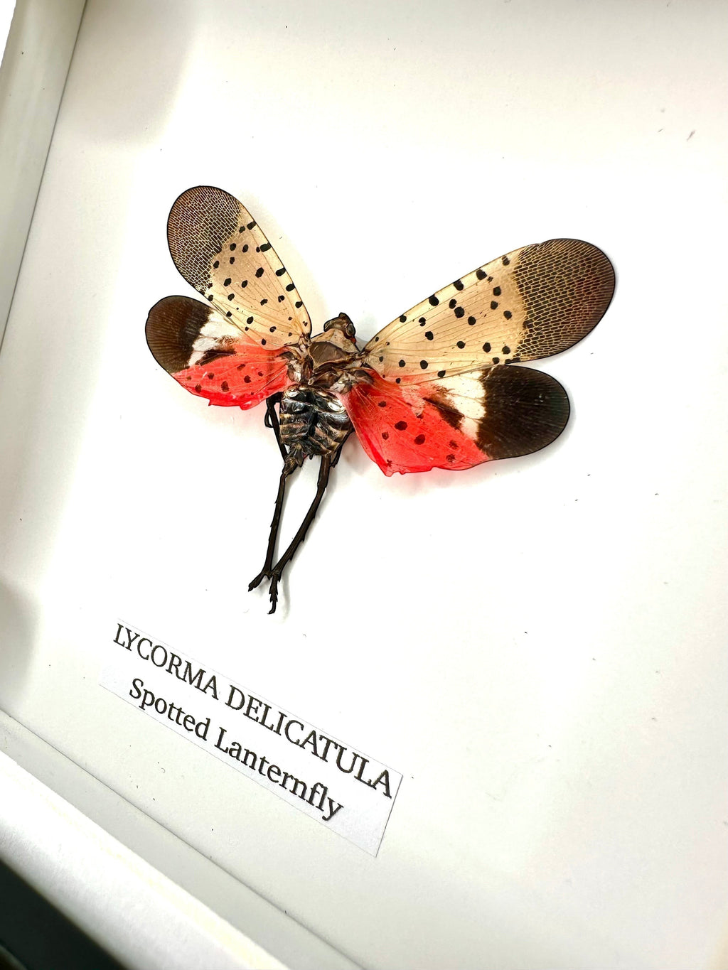 Cuteaholic framed taxidermy of a Spotted Lanternfly (Lycorma Delicatula) with spotted beige wings and bright red underwings.