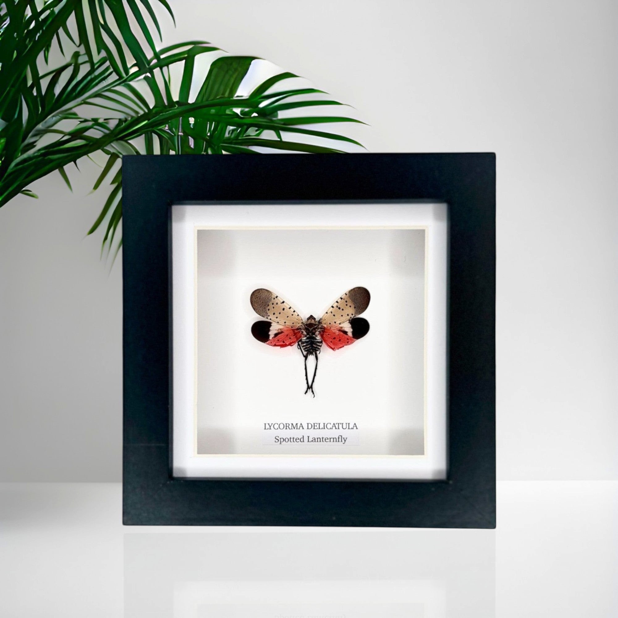 Cuteaholic framed taxidermy of a Spotted Lanternfly (Lycorma delicatula) with spotted wings and red underwings in a black frame.
