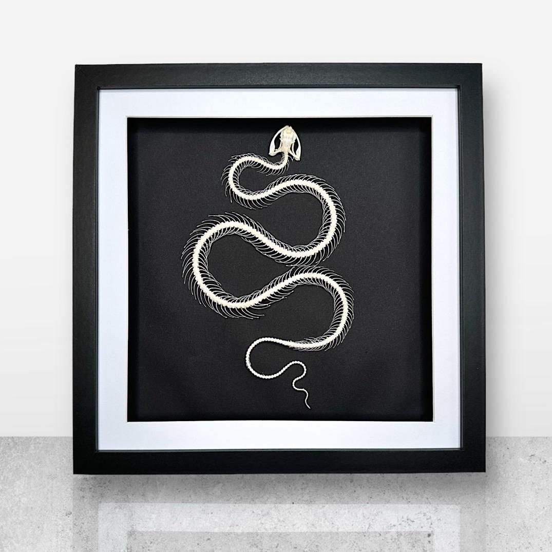 White-lipped Pit Viper Snake | Large Frame • Taxidermy Entomology Home Decor Framed Art