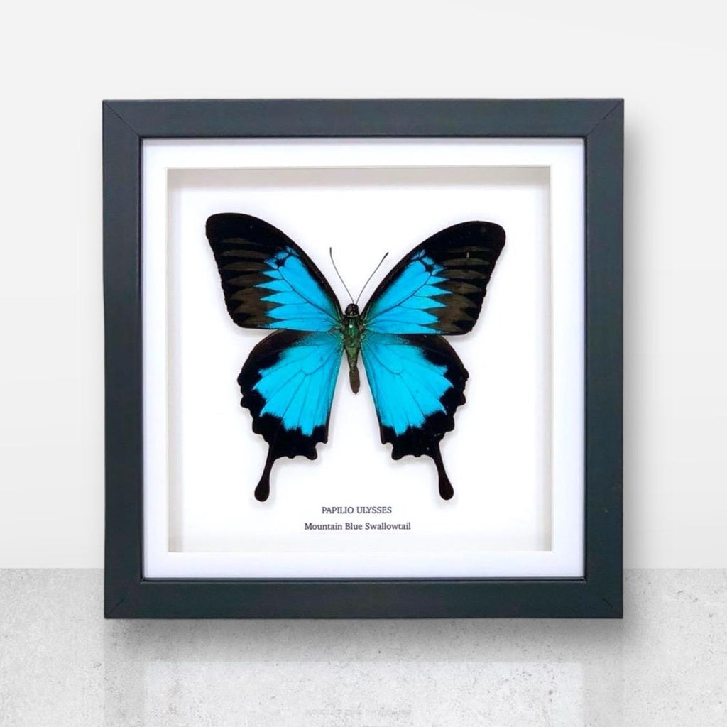Mountain Blue Swallowtail | Papilio Ulysses | Medium Frame • Taxidermy Entomology Home Decor Framed Art