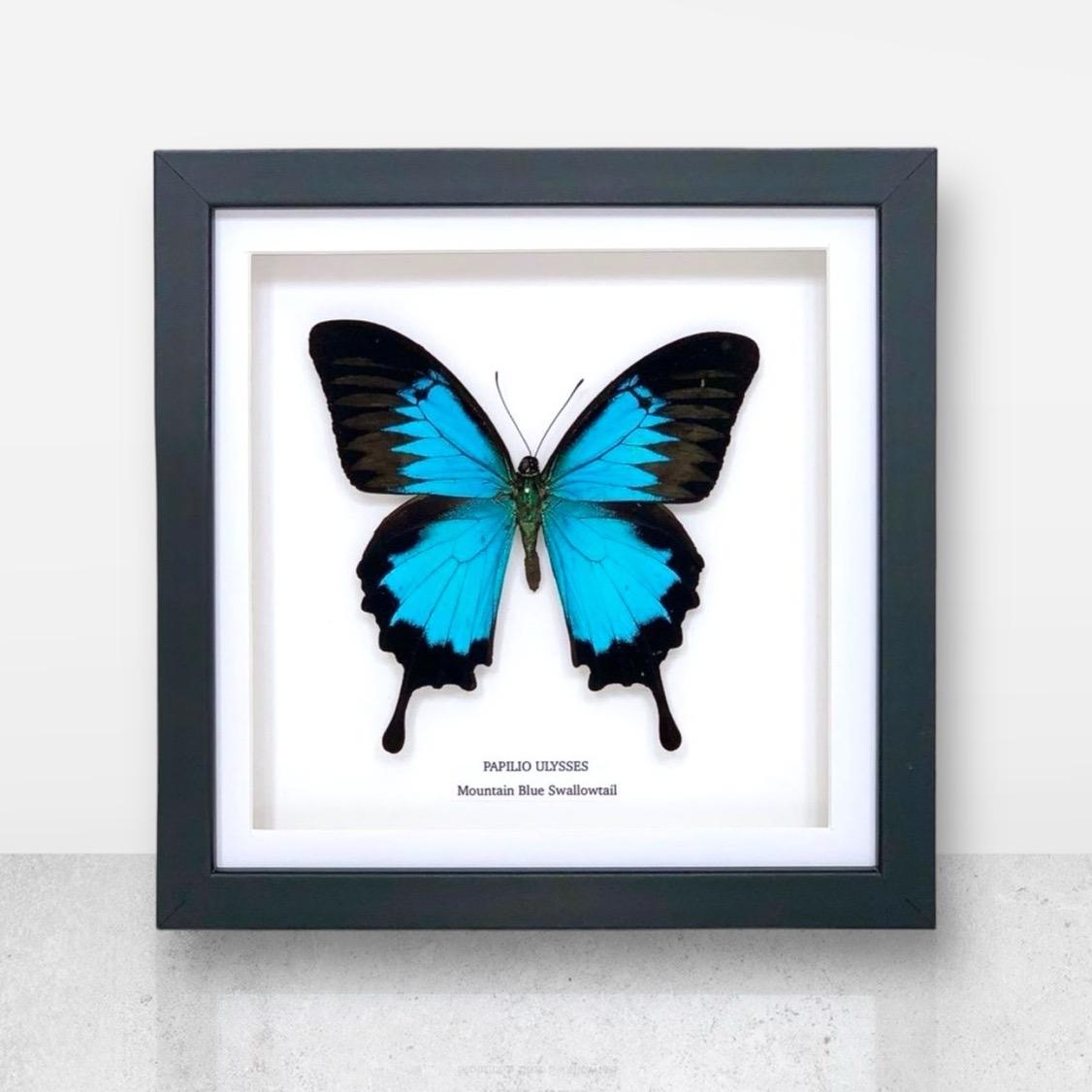 Mountain Blue Swallowtail | Papilio Ulysses | Medium Frame • Taxidermy Entomology Home Decor Framed Art
