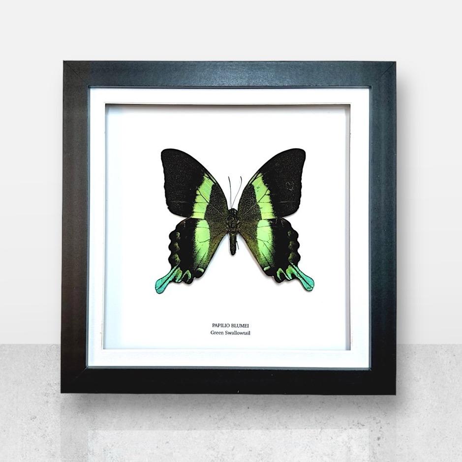 Green Swallowtail | Papilio Blumei | Medium Frame • Taxidermy Entomology Home Decor Framed Art