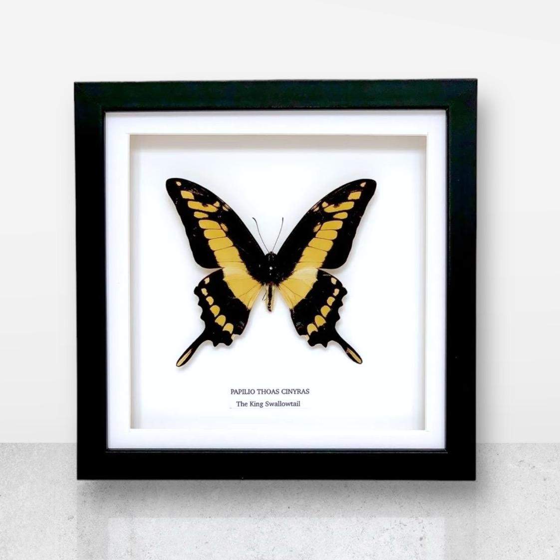 The King Swallowtail | Papilio Thoas | Medium Frame • Taxidermy Entomology Home Decor Framed Art