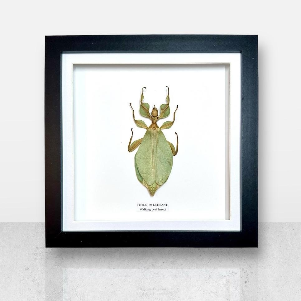 Walking Leaf Insect | Phyllium Letiranti | Medium Frame • Taxidermy Entomology Home Decor Framed Art
