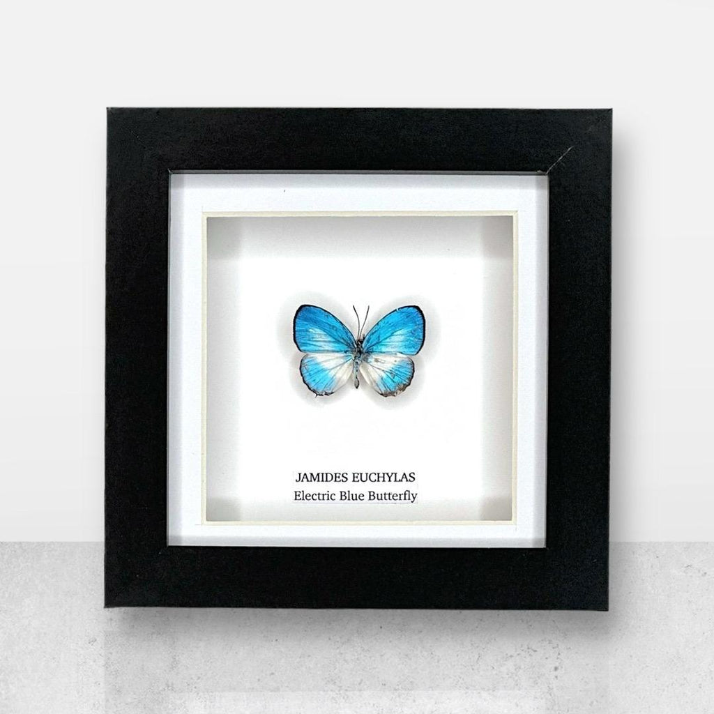 Electric Blue Butterfly | Jamides Euchylas • Small Frame • Real Taxidermy Art