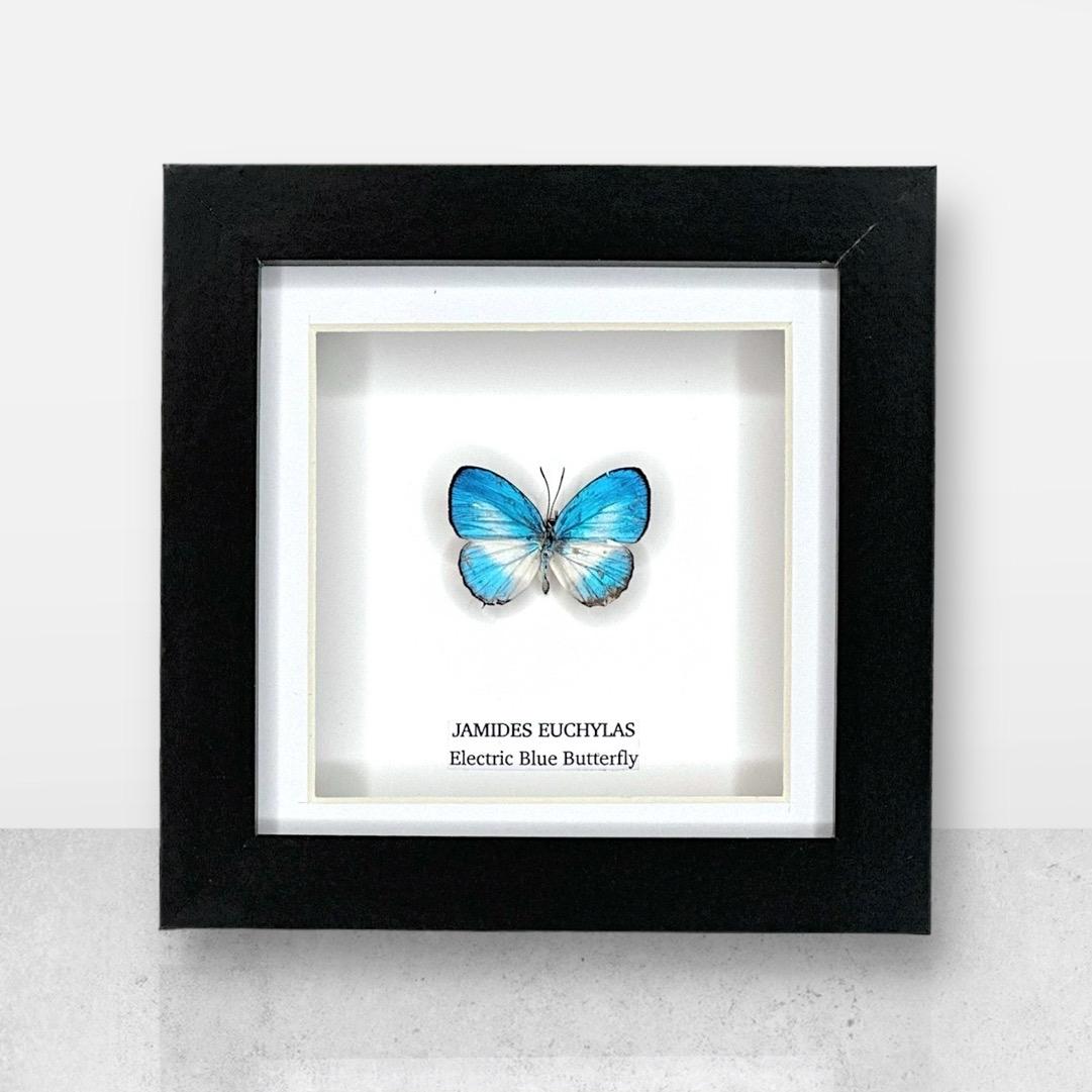 Electric Blue Butterfly | Jamides Euchylas • Small Frame • Real Taxidermy Art
