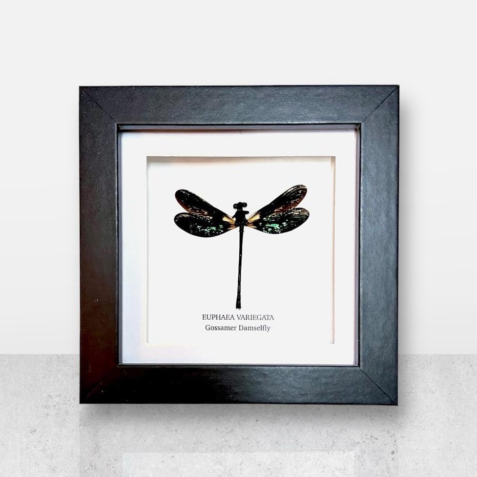 Gossomar Damselfy | Euphaea Variegata | Small Frame • Taxidermy Entomology Home Decor Framed Art