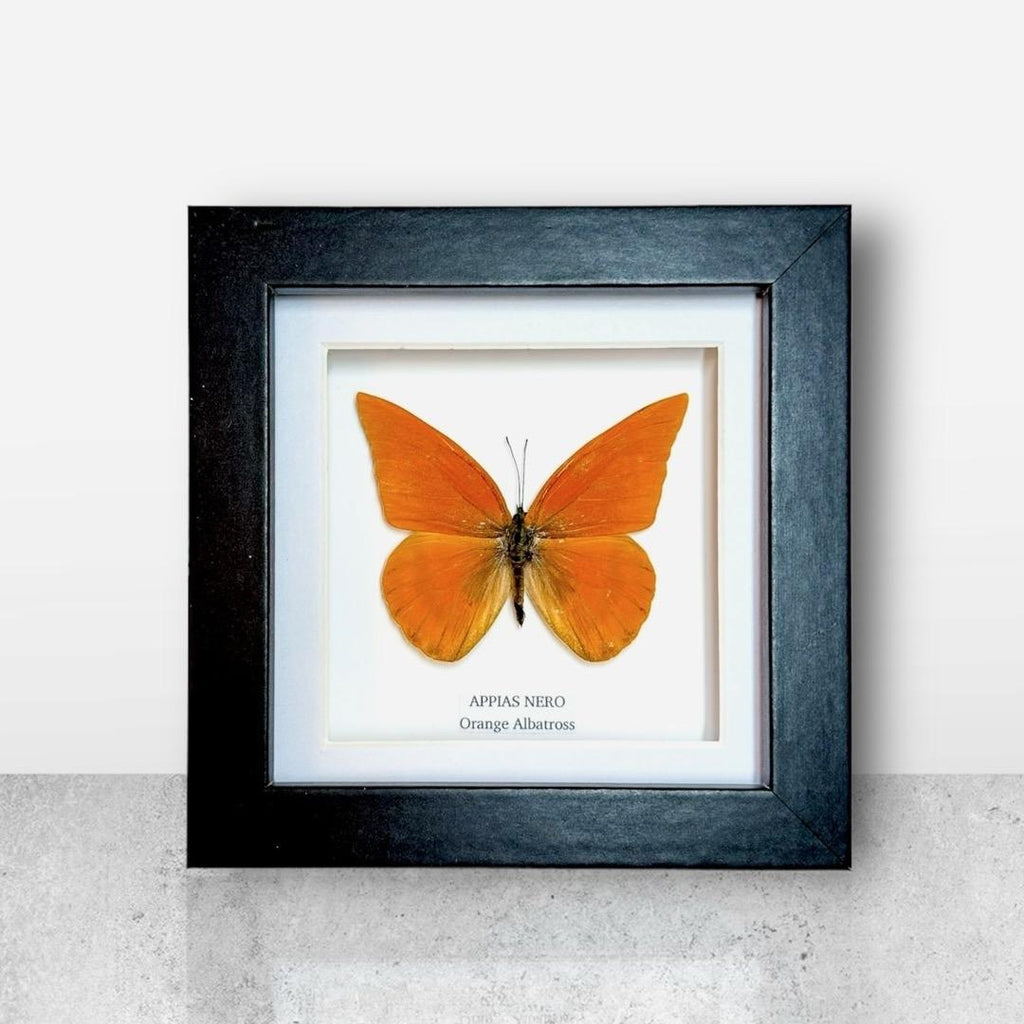 Orange Albatross | Appias Nero | Small Frame • Taxidermy Entomology Home Decor Framed Art