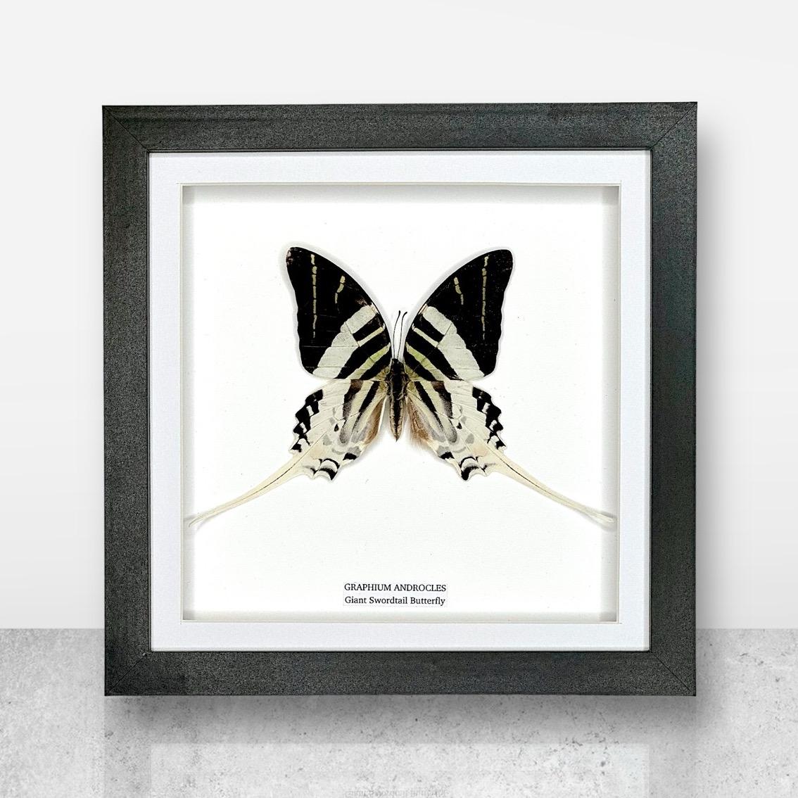 Giant Swordtail Butterfly | Graphium Androcles | Medium Frame • Taxidermy Entomology Home Decor Framed Art