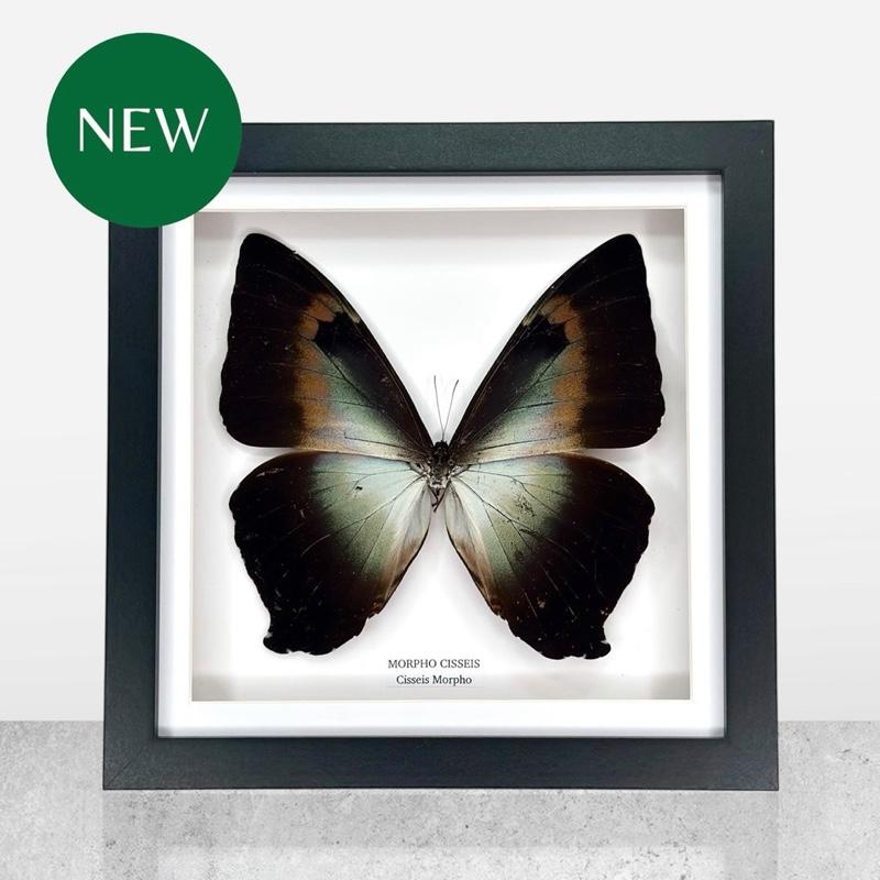 Morpho Cisseis | Medium Frame • Taxidermy Entomology Home Decor Framed Art