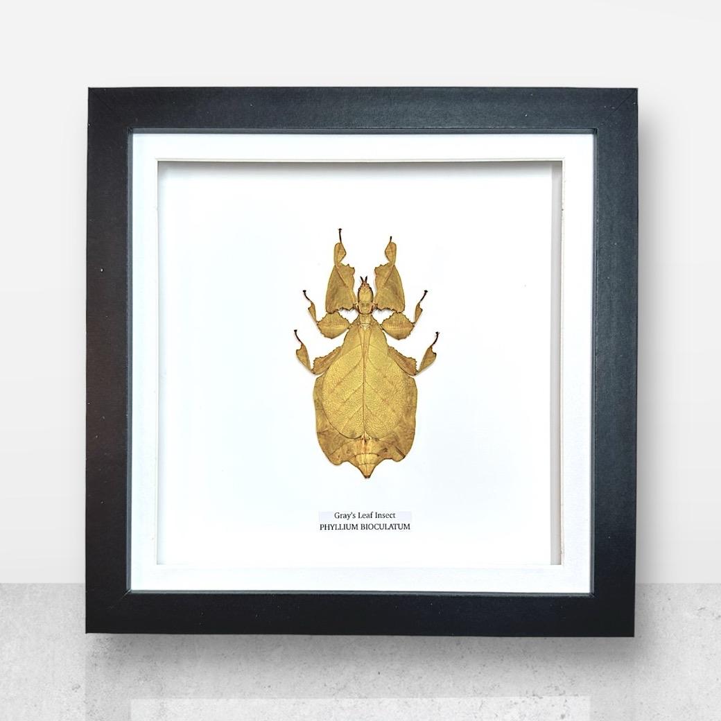 Yellow Gray’s Leaf Insect | Phyllium Bioculatum | Medium Frame • Taxidermy Entomology Home Decor Framed Art