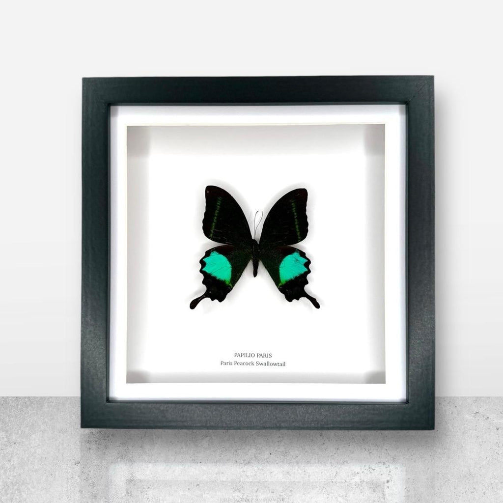 Paris Peacock Swallowtail | Papilio Paris • Medium Frame • Real Taxidermy Art