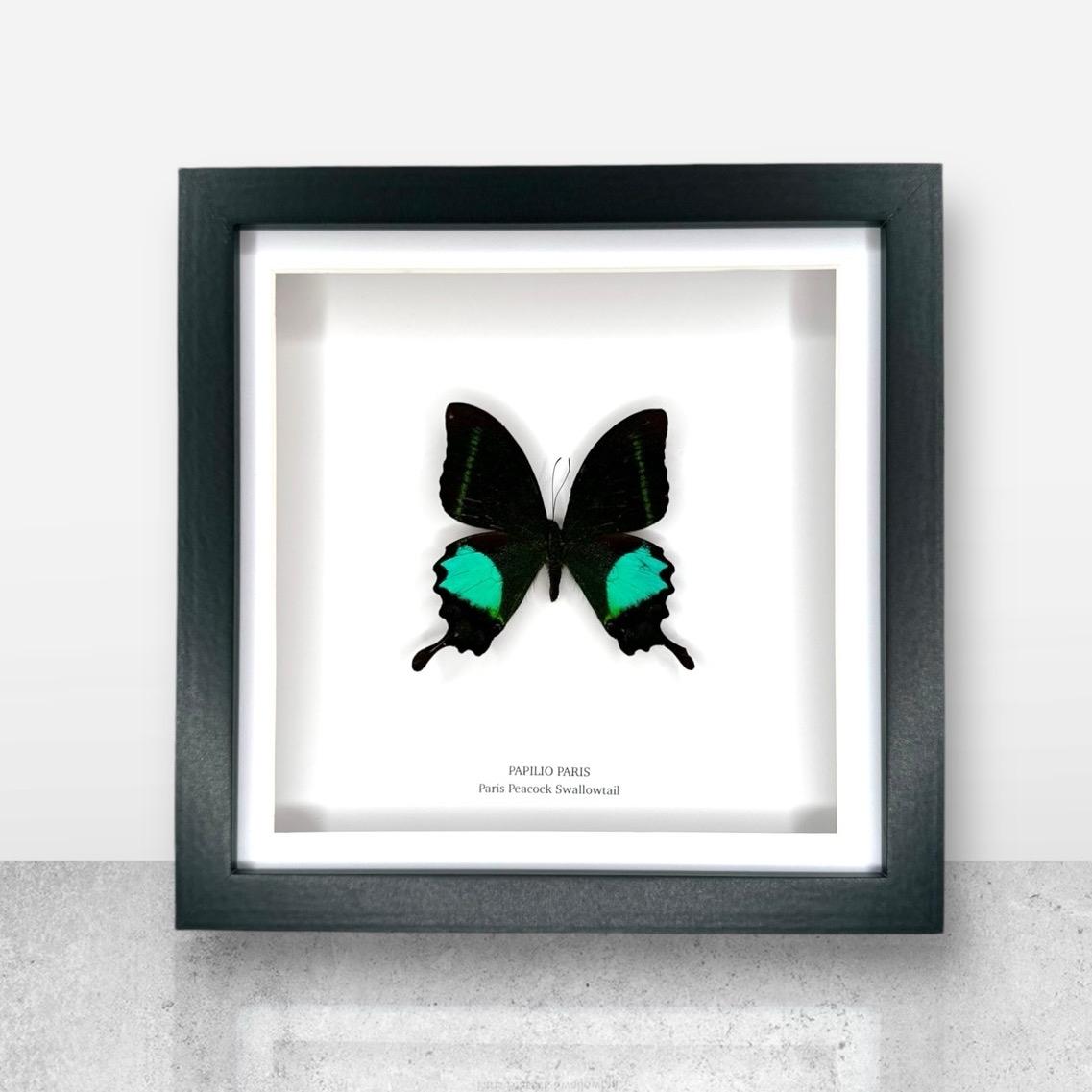 Paris Peacock Swallowtail | Papilio Paris • Medium Frame • Real Taxidermy Art
