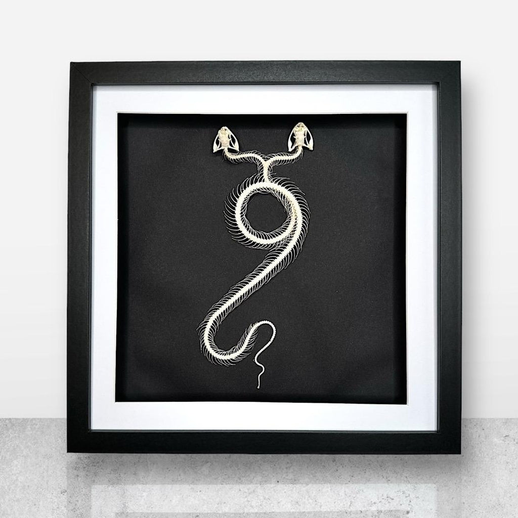 Two Headed White-lipped Pit Viper Snake | XLarge Frame • Taxidermy Entomology Home Decor Framed Art