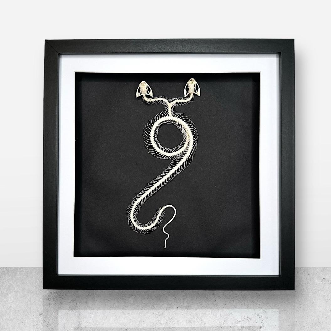 Two Headed White-lipped Pit Viper Snake | XLarge Frame • Taxidermy Entomology Home Decor Framed Art