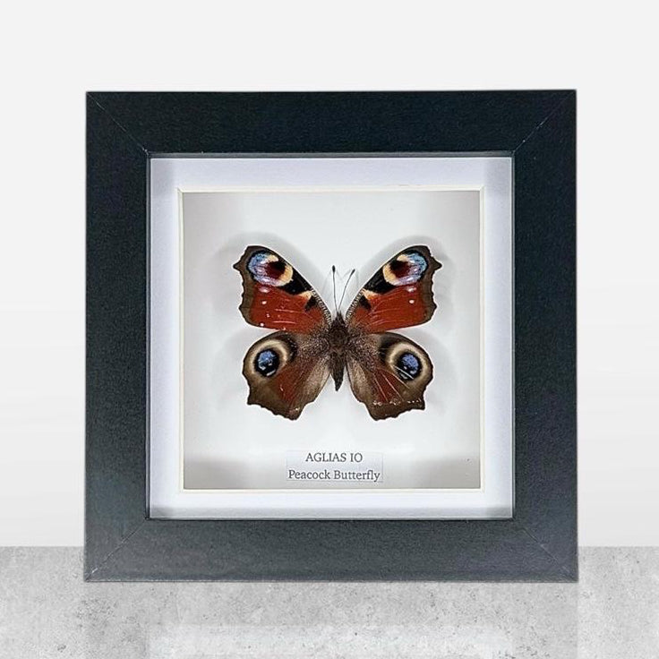 Peacock Butterfly | Aglias IO | Small Frame • Taxidermy Entomology Home Decor Framed Art