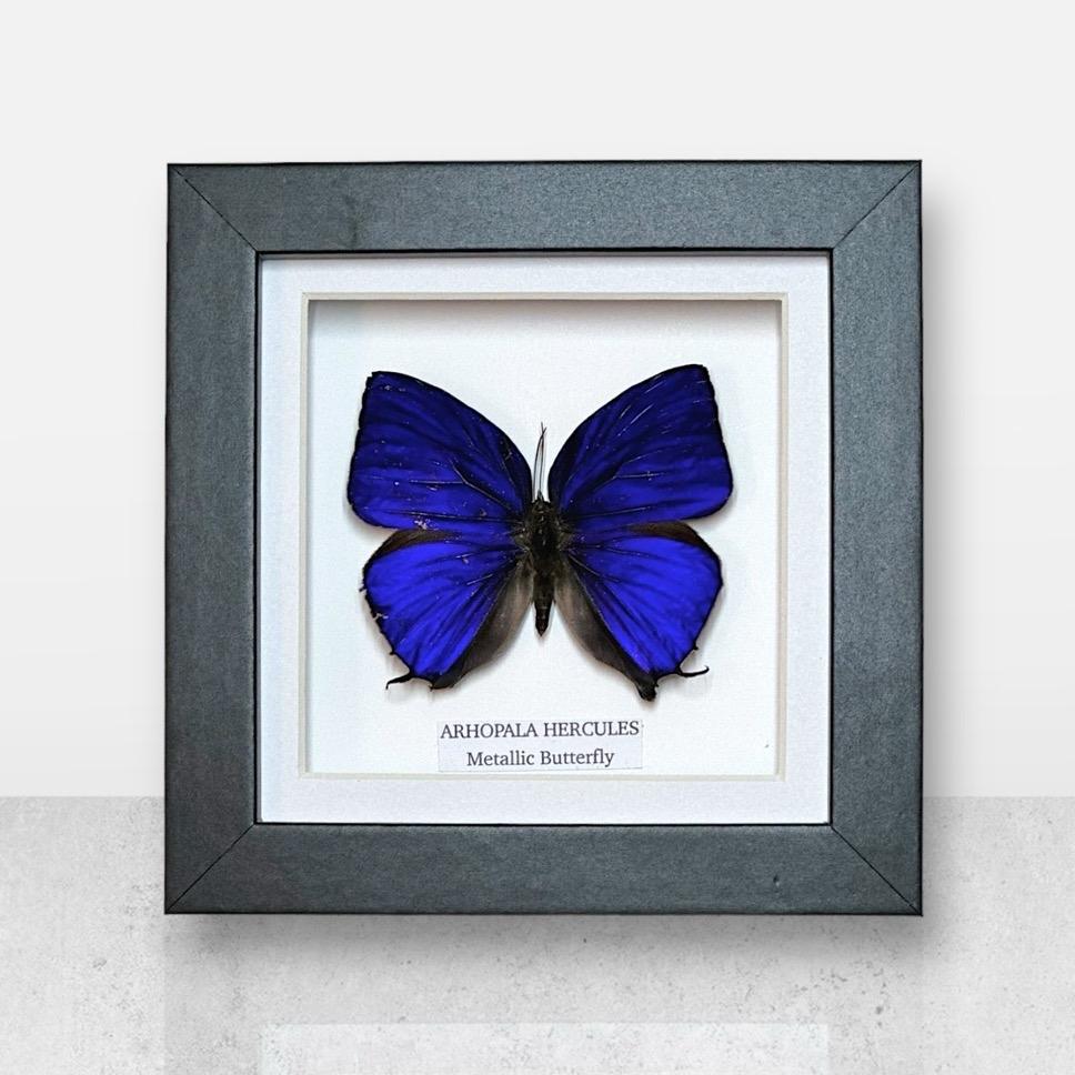Metallic Butterfly | Hercules Arhopala | Small Frame • Taxidermy Entomology Home Decor Framed Art