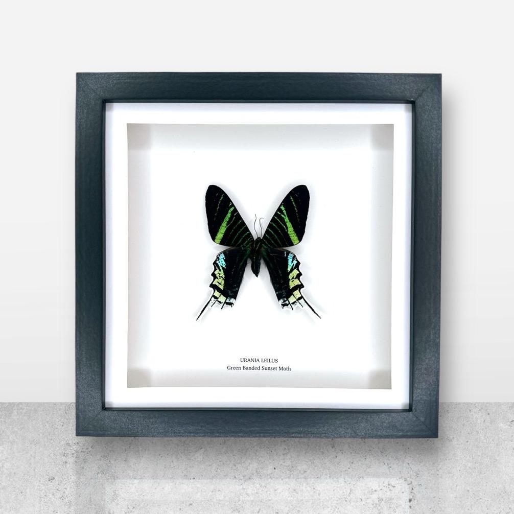 Green Banded Sunset Moth | Urania Leilus • Medium Frame • Taxidermy Entomology Home Decor Framed Art