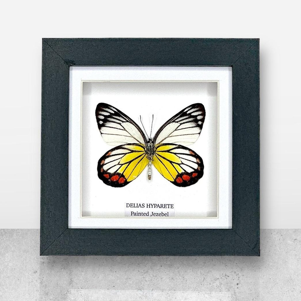 Painted Jezebel Butterfly | Delias Hyparete | Small Frame • Taxidermy Entomology Home Decor Framed Art