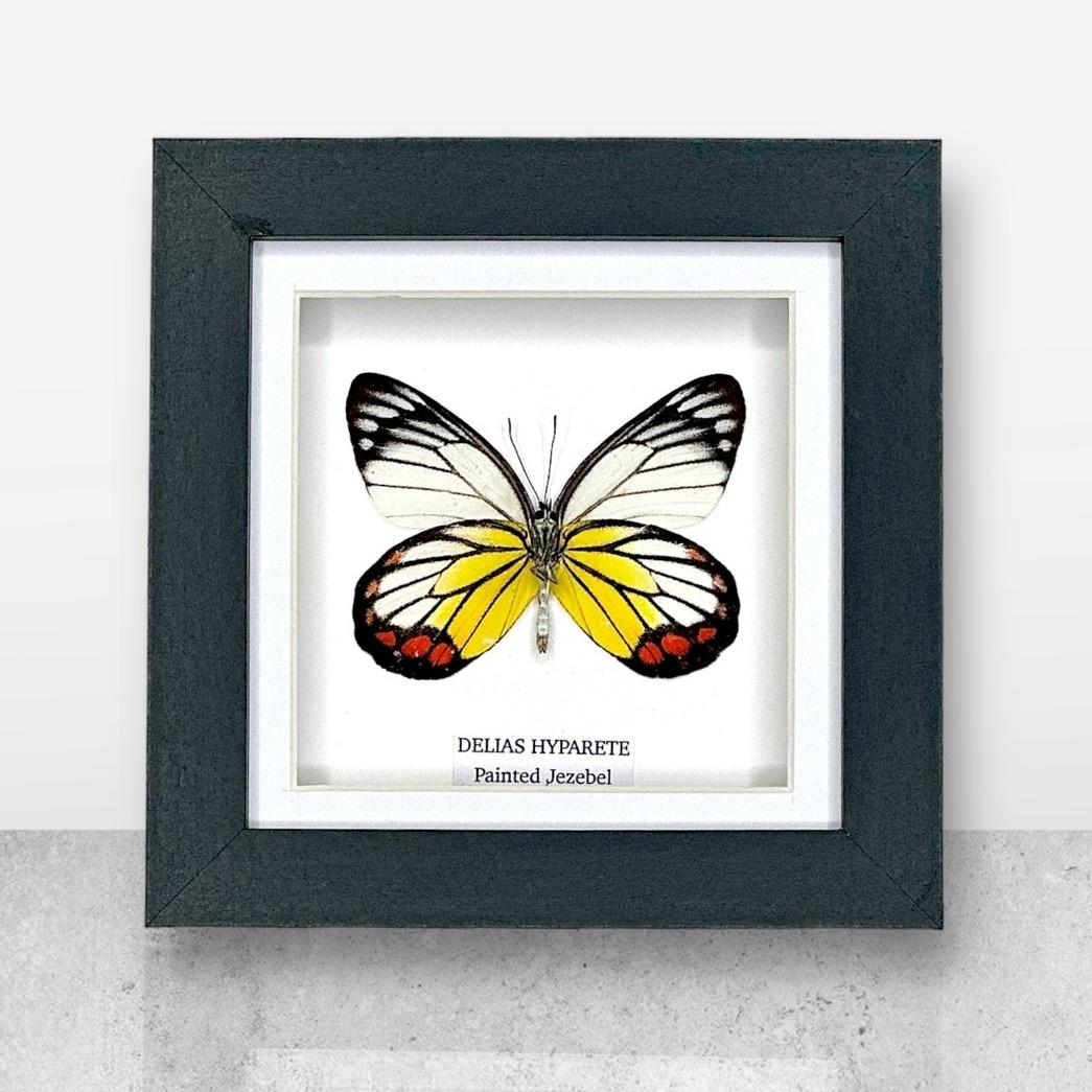 Painted Jezebel Butterfly | Delias Hyparete | Small Frame • Taxidermy Entomology Home Decor Framed Art
