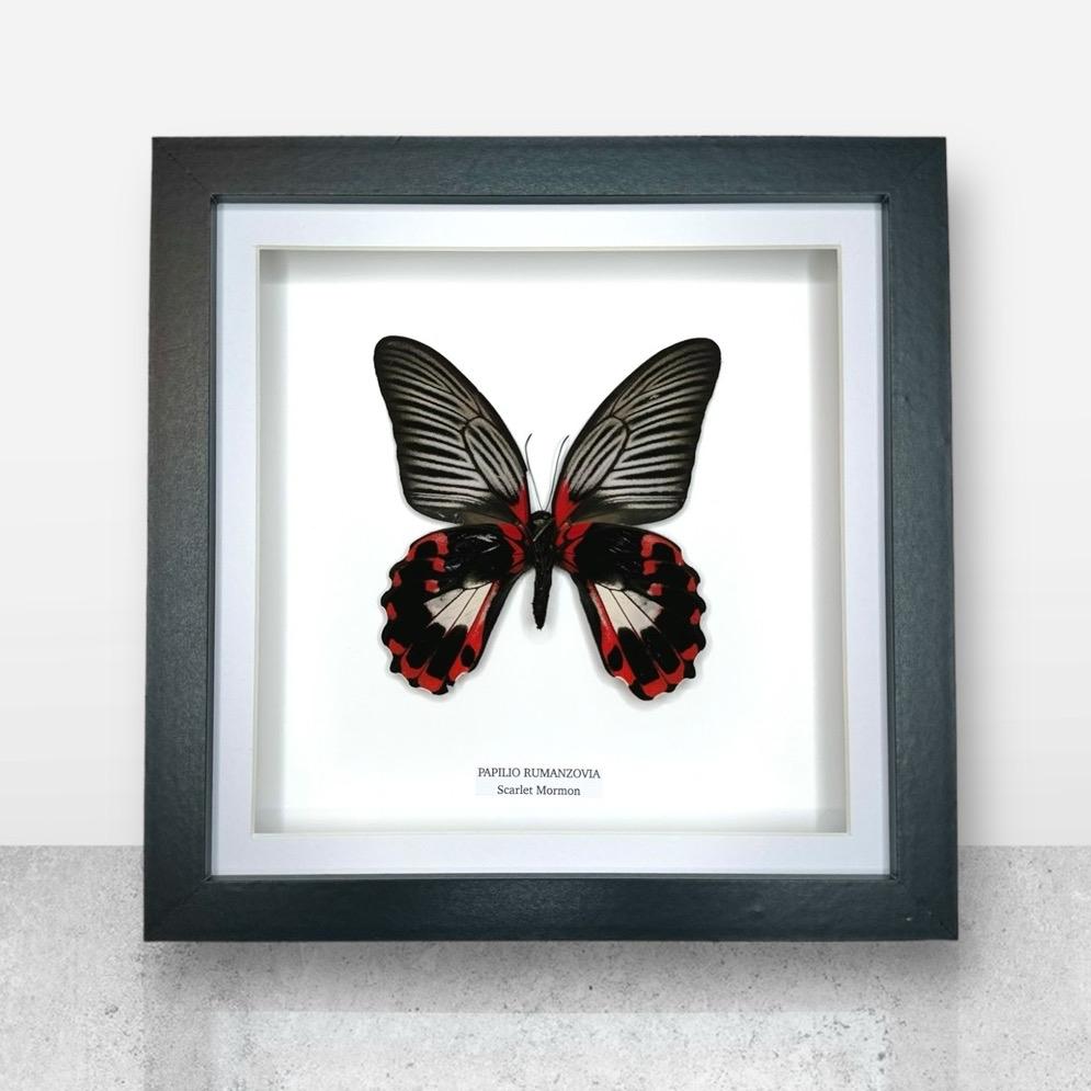 Scarlet Mormon | Papilio Rumanzovia | Medium Frame • Real Taxidermy Art