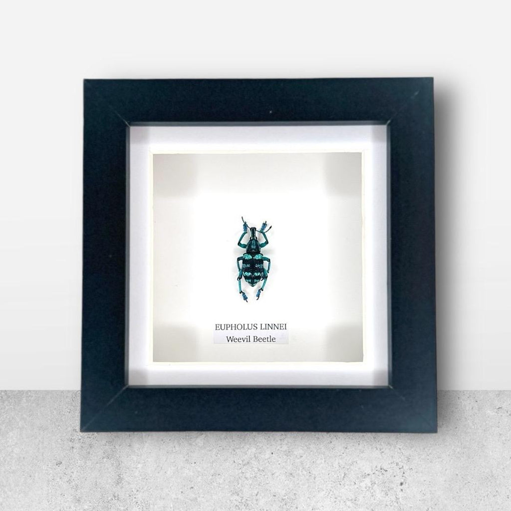 Weevil Beetle | Eupholus Linnei | Small Frame • Taxidermy Entomology Home Decor Framed Art