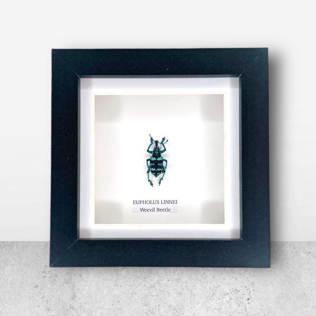 Weevil Beetle | Eupholus Linnei | Small Frame • Taxidermy Entomology Home Decor Framed Art