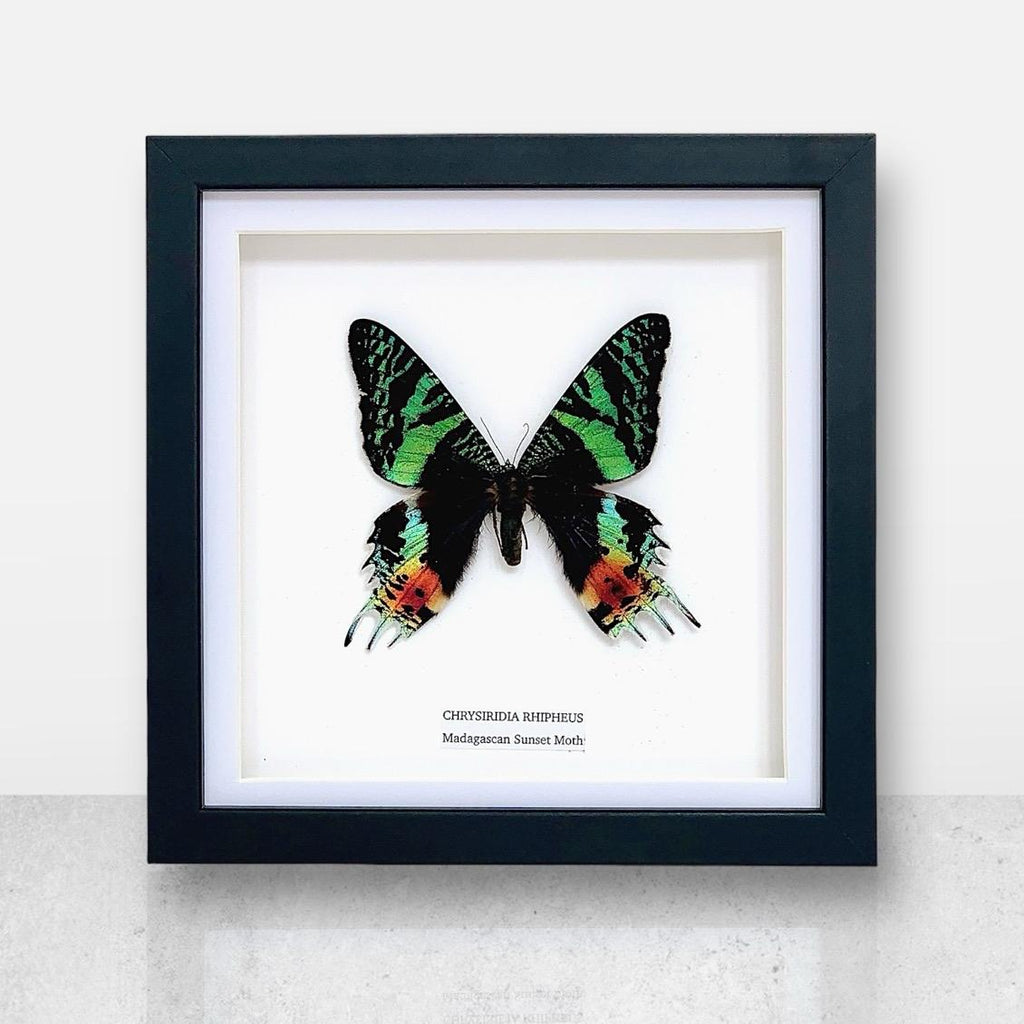 Madagascan Sunset Moth Front | Medium Frame • Taxidermy Entomology Home Decor Framed Art
