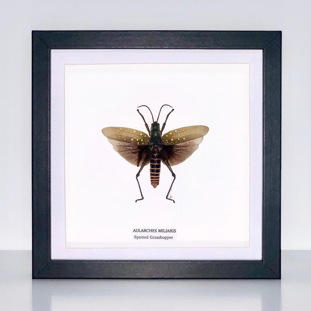 Spotted Grasshopper | Aularches Miliaris | Medium Frame • Taxidermy Entomology Home Decor Framed Art