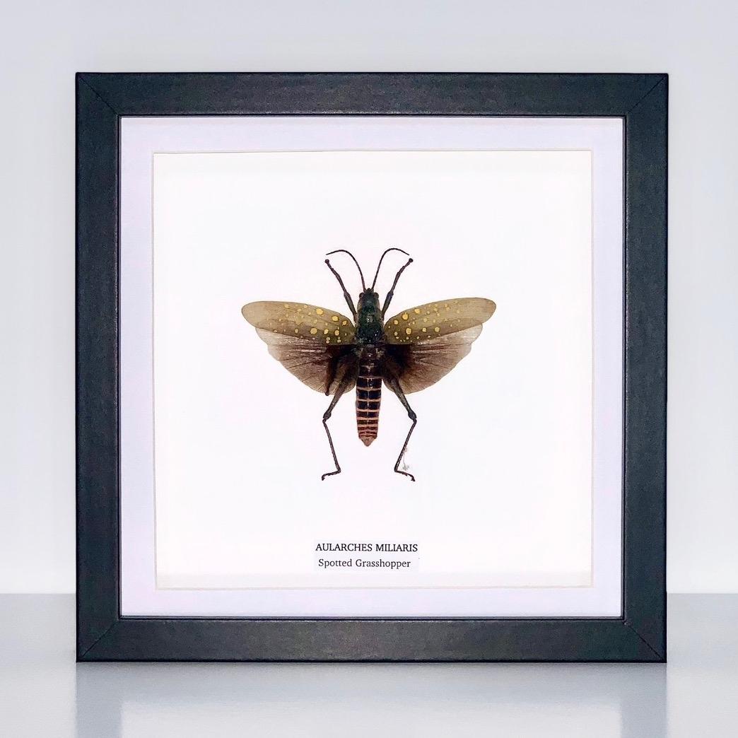 Spotted Grasshopper | Aularches Miliaris | Medium Frame • Taxidermy Entomology Home Decor Framed Art