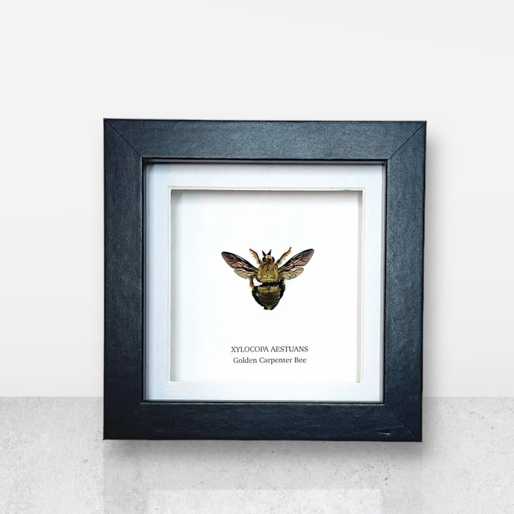 Gold Carpenter Bee | Xylocopa Caerulea - Small Frame