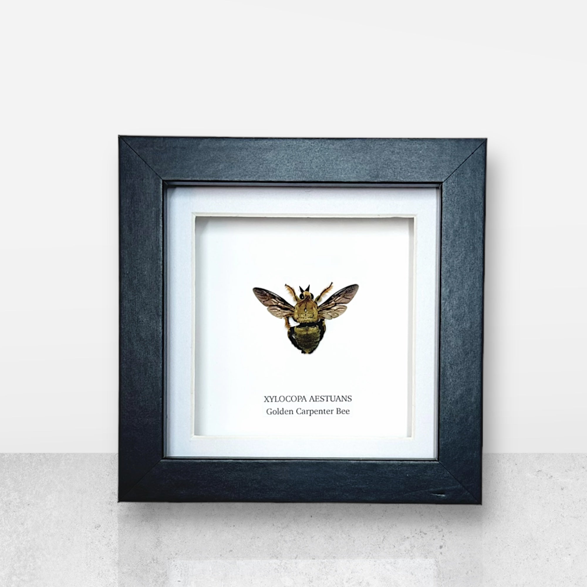 Gold Carpenter Bee | Xylocopa Caerulea - Small Frame