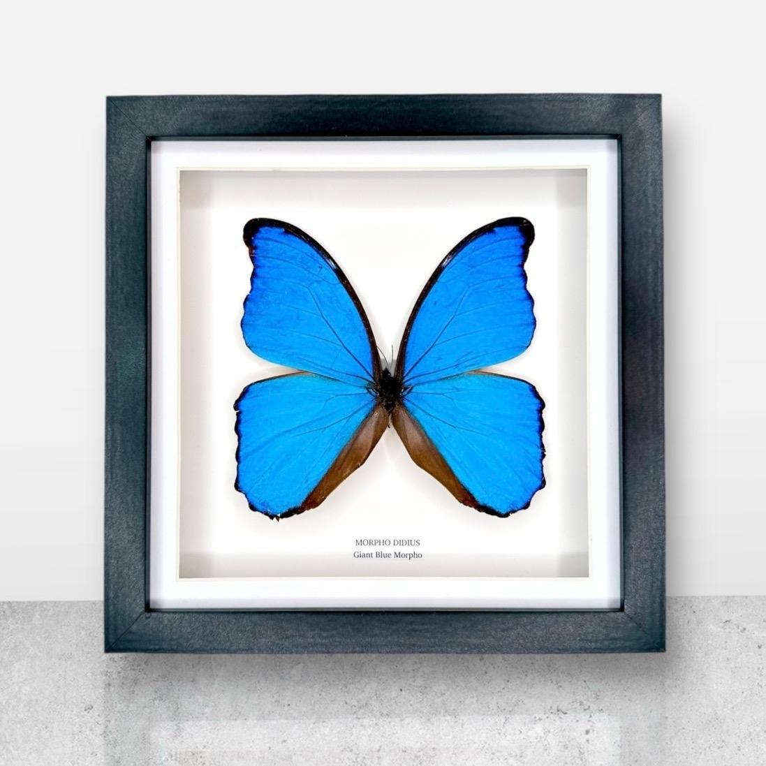 Giant Blue Morpho | Morpho Didius | Medium Frame • Taxidermy Entomology Home Decor Framed Art