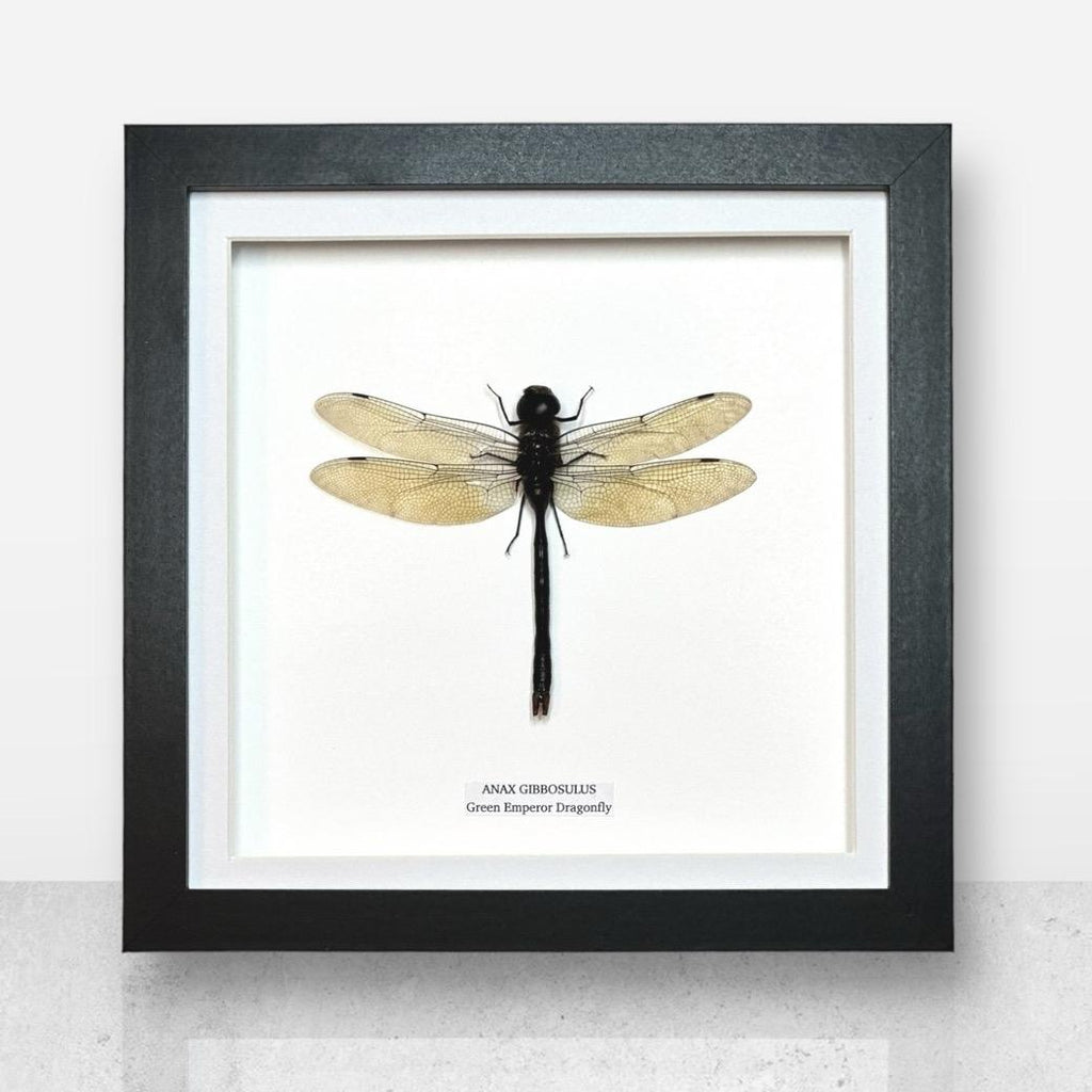Anax Green Emperor Dragonfly | Medium Frame • Taxidermy Entomology Home Decor Framed Art