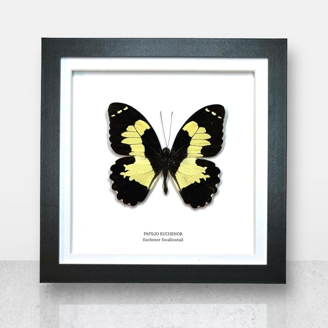 Papilo Euchenor Swallowtail • Medium Frame • Real Taxidermy Art